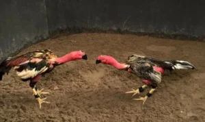 Đá Gà Sabong Tại U888